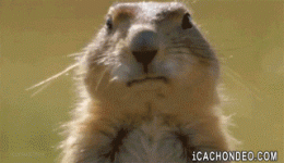 chewingbeaver.gif