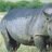 Skin of a Rhino
