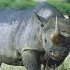 Skin of a Rhino