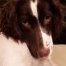 Albert_The_Dog