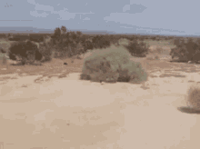 image.gif.335a88a2babfcbb71579a2aae82faef1.gif