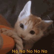 cat-no-no-no.gif.97218eea34db86affacde71bcd411cfd.gif