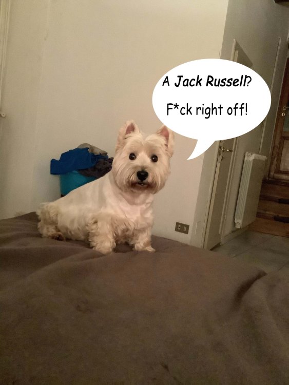 jack.jpg