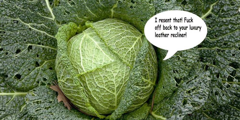 cabbage1.jpg