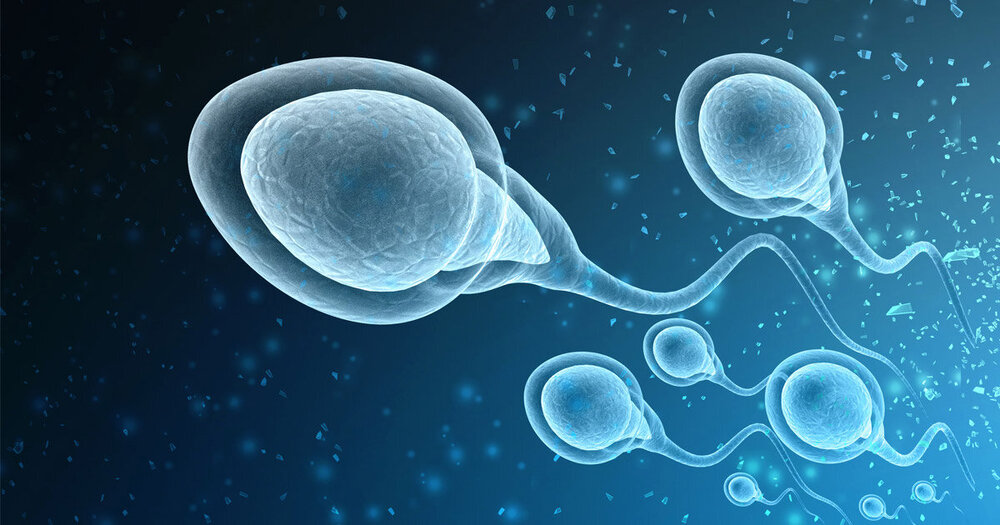 evolution-of-sperm.jpg