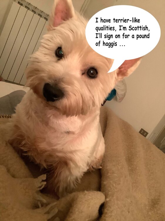 haggis.jpg