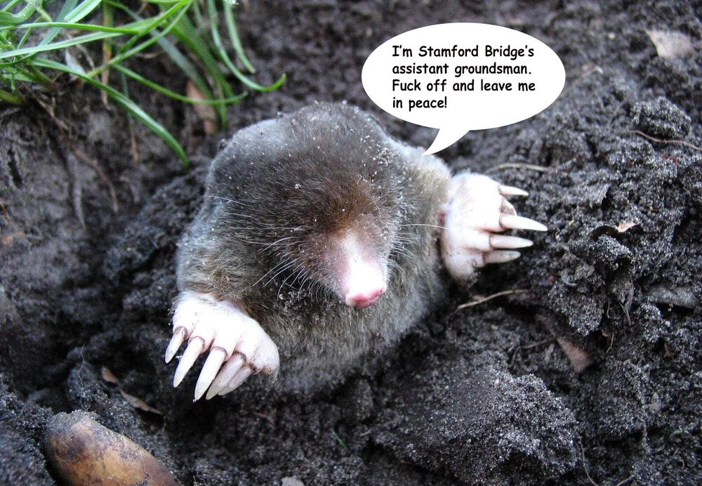mole2.jpg