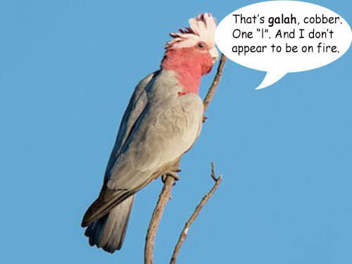 galah1.jpg