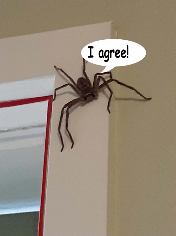 spider1.jpg